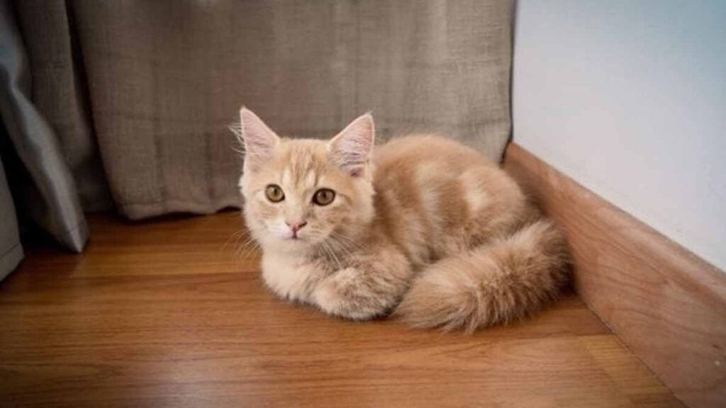 Je suis vétérinaire et voici les 5 races de chat que je n’adopterais jamais, même s’ils sont mignons
