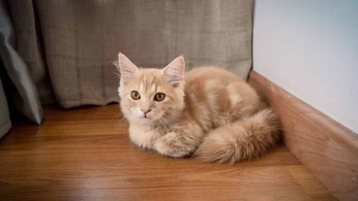 Je suis vétérinaire et voici les 5 races de chat que je n’adopterais jamais, même s’ils sont mignons