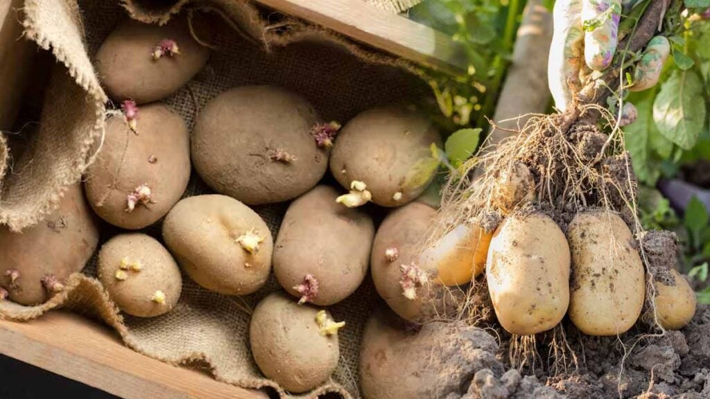 Auchan c’est fini ? Cet employé révèle « les pommes de terre sont traitées avec des produits qui détruisent le système nerveux »