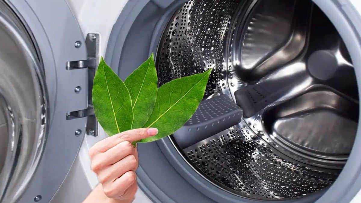 Le secret de la feuille de laurier dans la machine à laver que de plus en plus de personnes découvrent