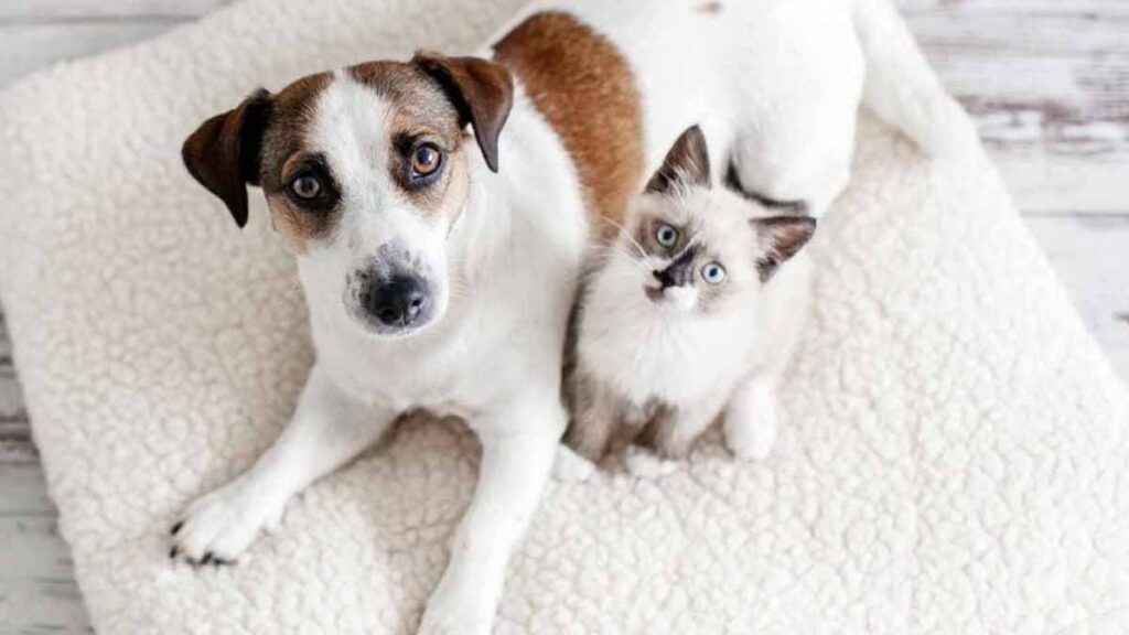 Nouvelle taxe sur les animaux domestiques en 2025 : 100 € pour un chien et 80 € pour un chat