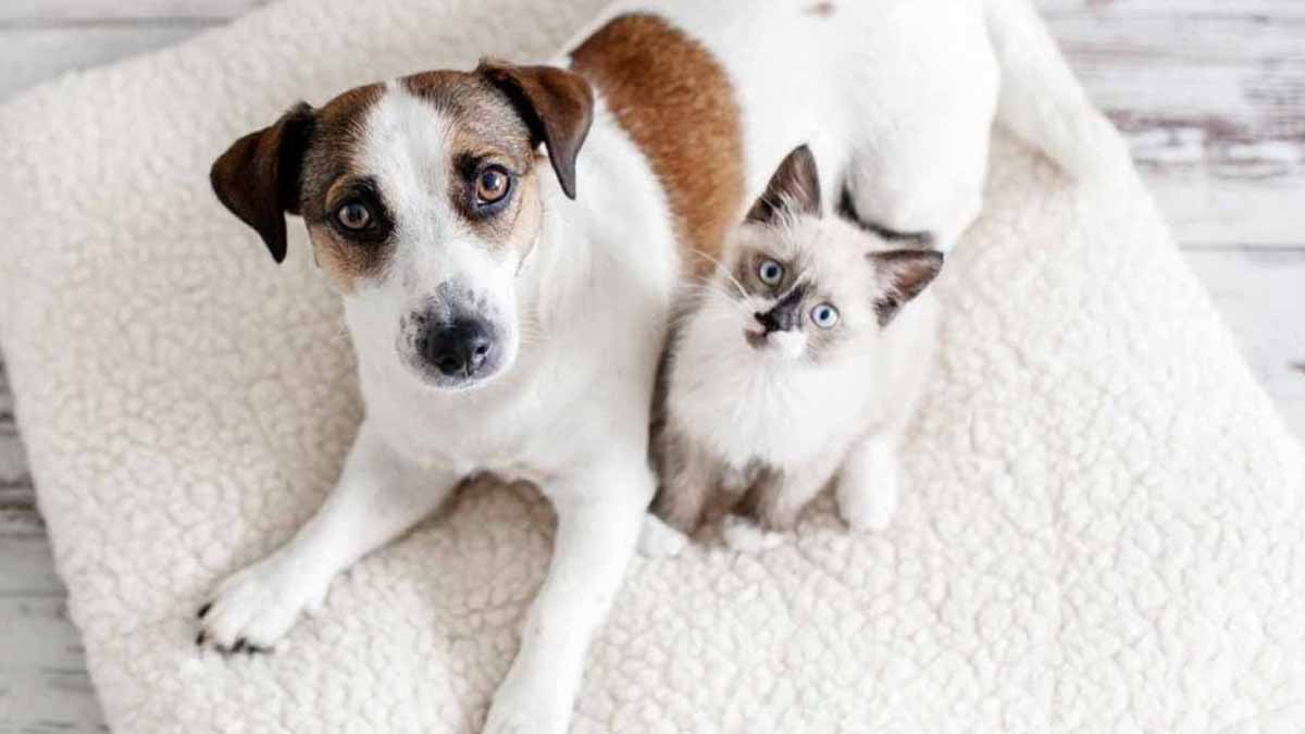 Nouvelle taxe sur les animaux domestiques en 2025 : 100 € pour un chien et 80 € pour un chat