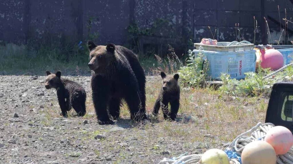 Drame en montagne : un jeune randonneur attaqué par un énorme ours, les secours ne retrouvent que ses affaires maculées de sang