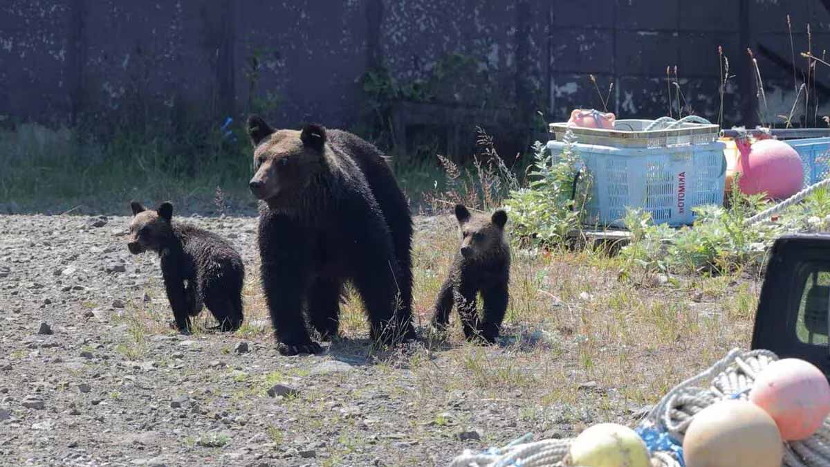 Drame en montagne : un jeune randonneur attaqué par un énorme ours, les secours ne retrouvent que ses affaires maculées de sang