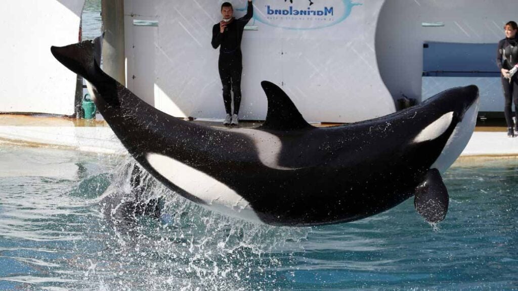 « Laissés à l’abandon dans des bassins infestés d’algues » : les images chocs des orques du Marineland d’Antibes suscitent émoi et inquiétude