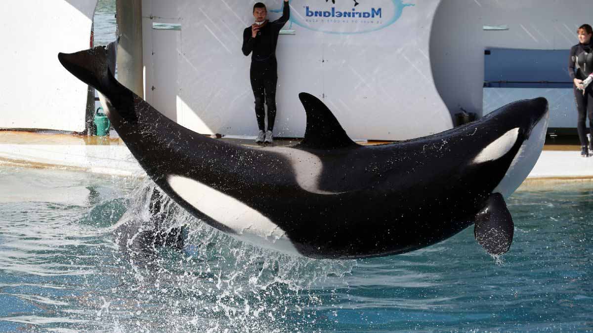 « Laissés à l’abandon dans des bassins infestés d’algues » : les images chocs des orques du Marineland d’Antibes suscitent émoi et inquiétude