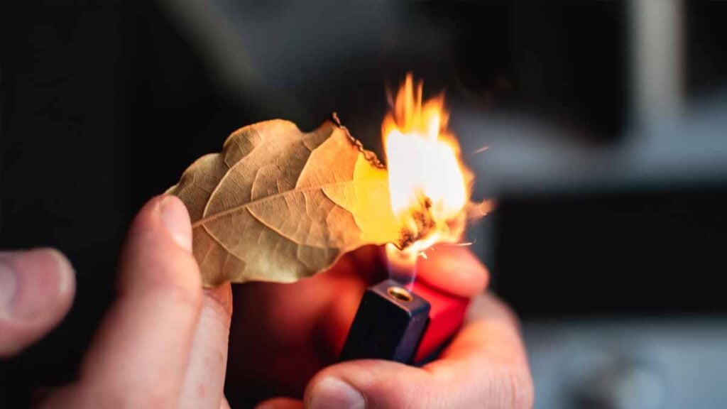 brûler feuilles de laurier
