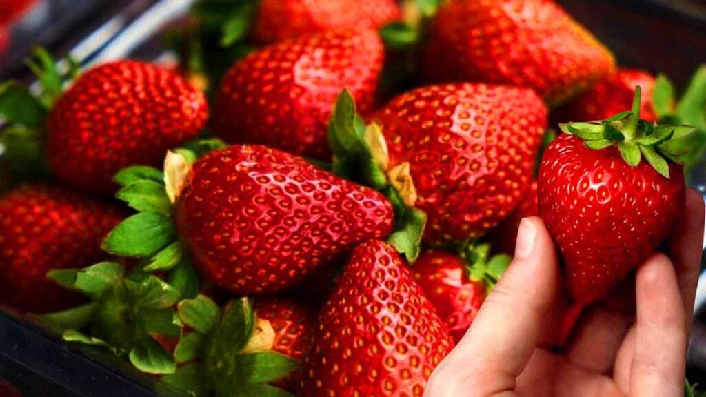 conservation des fraises