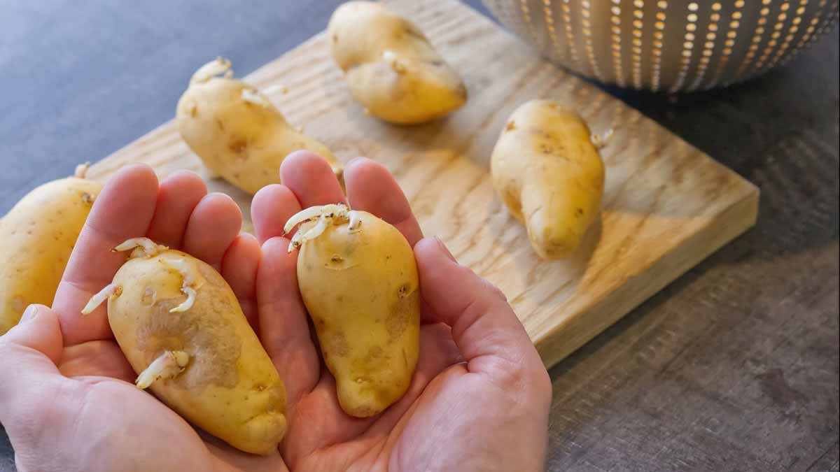 conserver les pommes de terre