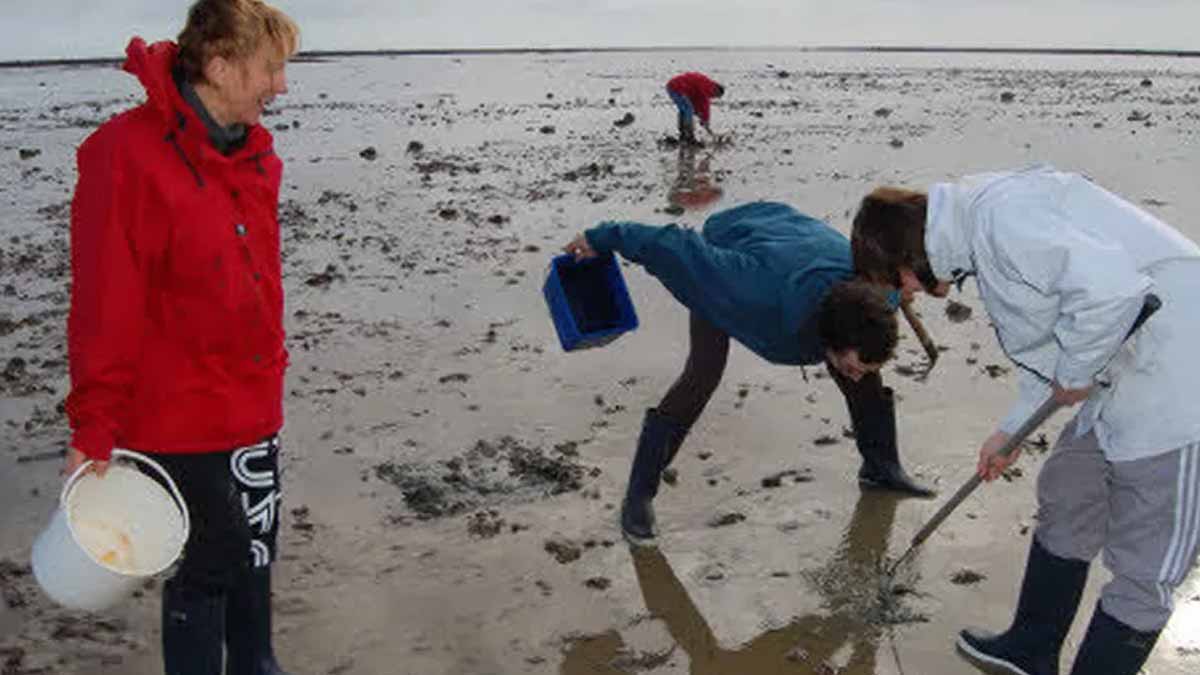 « Vu l’ampleur du phénomène, on se dit que ça ne peut venir que de la mer » : de Séné à Damgan, une dizaine de plages, contaminées, interdites à la baignade et à la pêche à pied
