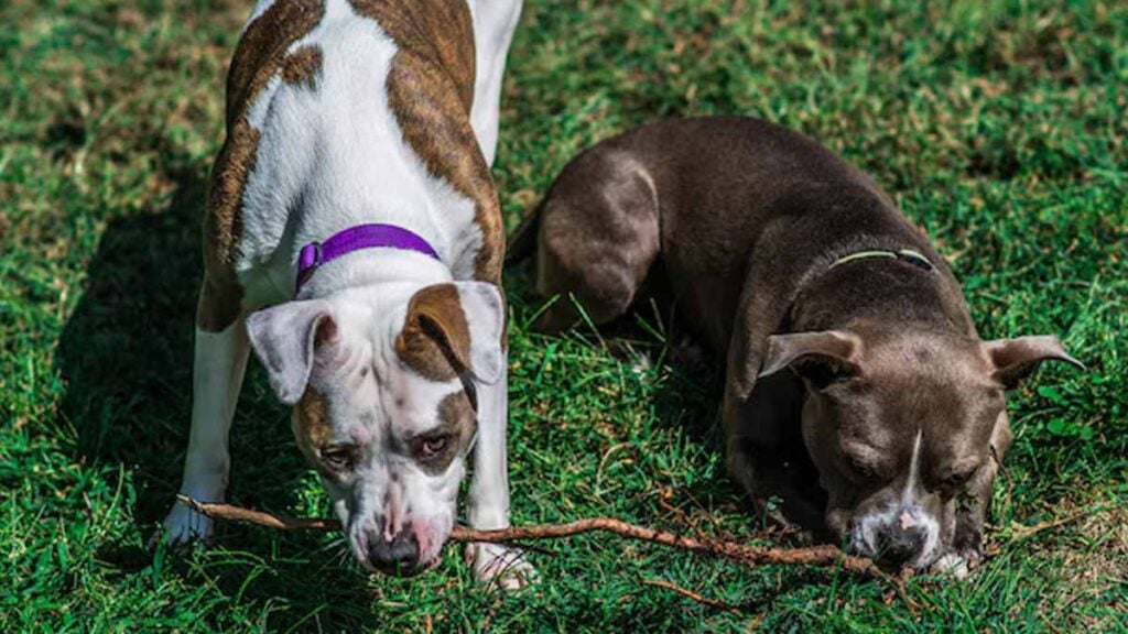 Des vétérinaires implorent aux passionnés de chiens d’arrêter d’acheter cette race qui souffre énormément