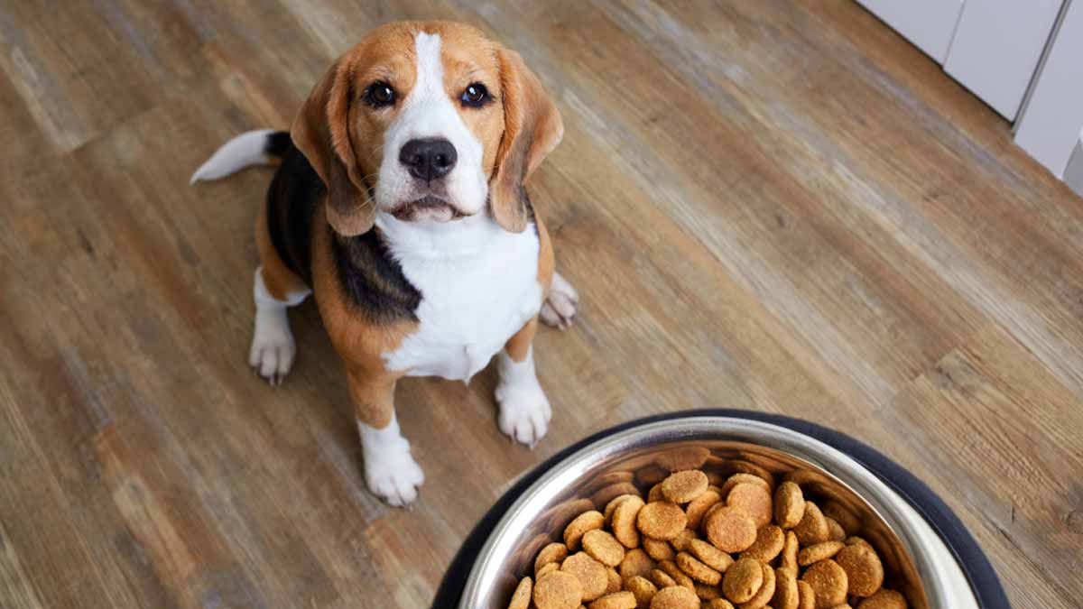 donner du fromage au chien