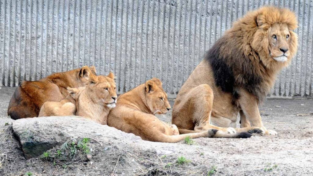 « Les animaux se sont approchés furtivement et l’ont attrapé par-derrière » : un gardien de zoo dévoré vivant par des lions sous les yeux des visiteurs