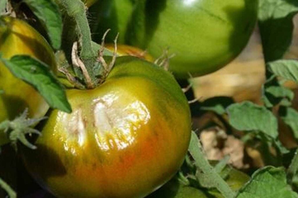 faire mûrir tomates