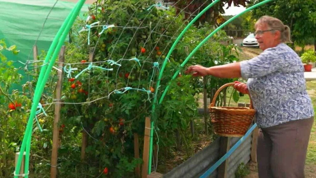 « Je fais énormément d’économies » : Christine a récolté 10 kg de tomates par semaine cet été, elle a préparé 450 pots de conserve
