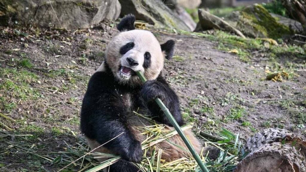 pandas de Beauval