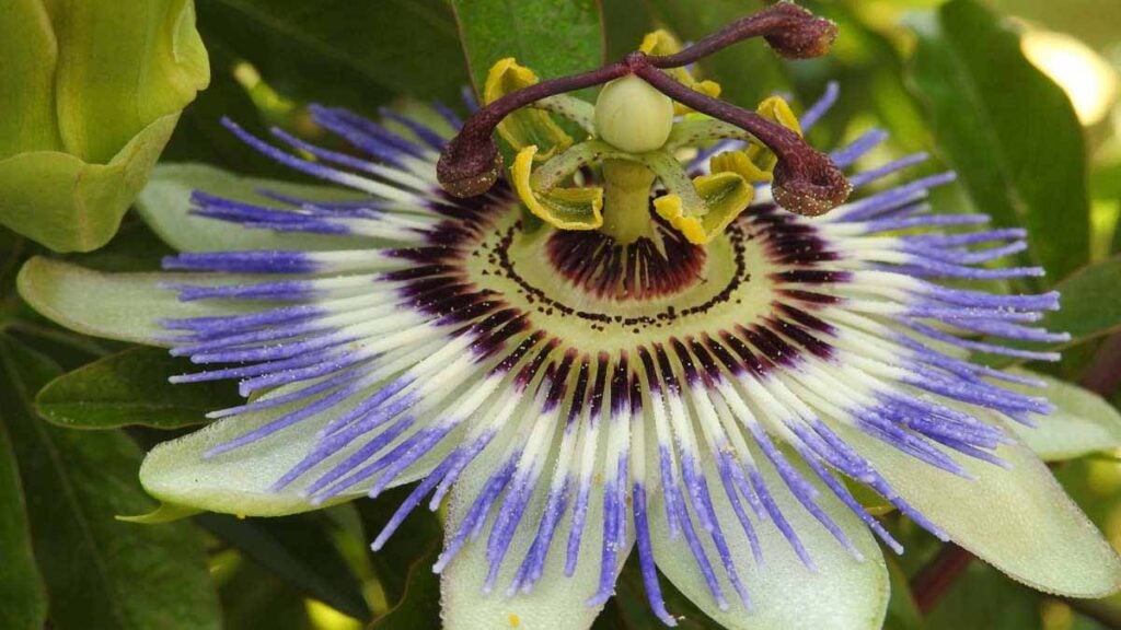 plante brise-vue