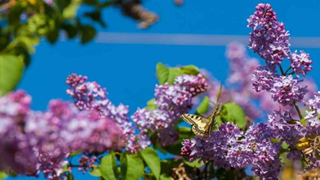 plante interdite en Europe