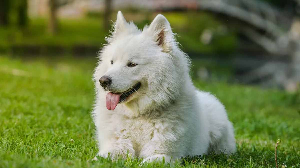 races chiens intelligentes