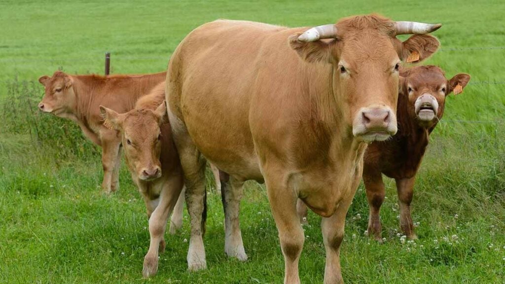 Un ramasseur de champignons retrouvé mort : « Les blessures de la victime laissent penser qu’elle a été encornée par un taureau »